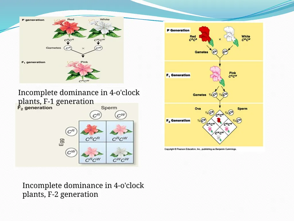 genetic course lecture (3) Modified Mendelian - slide 7 of 18