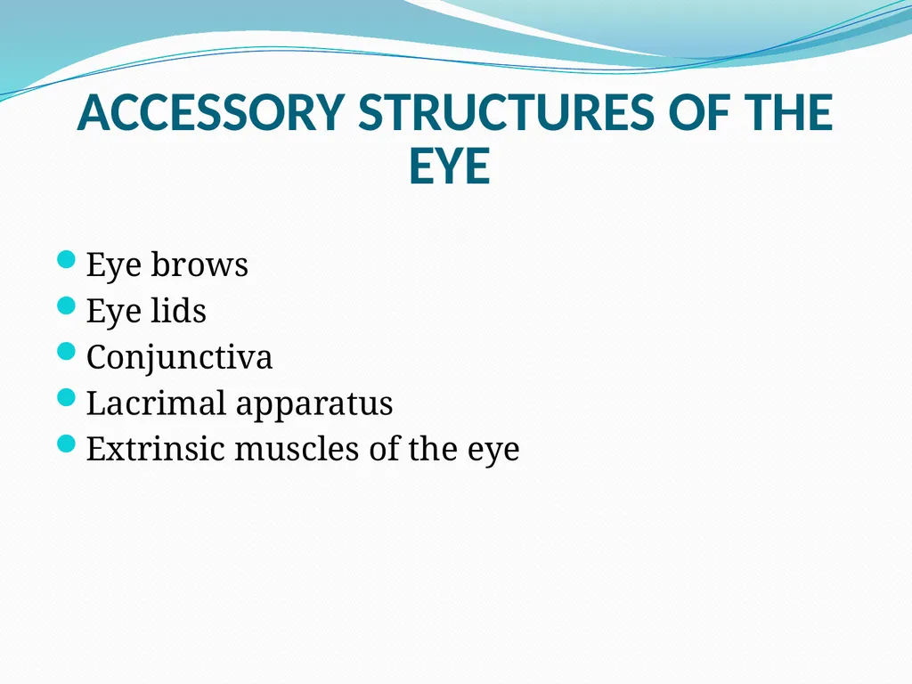 VISION INTRODUCTION ACCESSORY STRUCTURES OF THE - slide 4 of 62