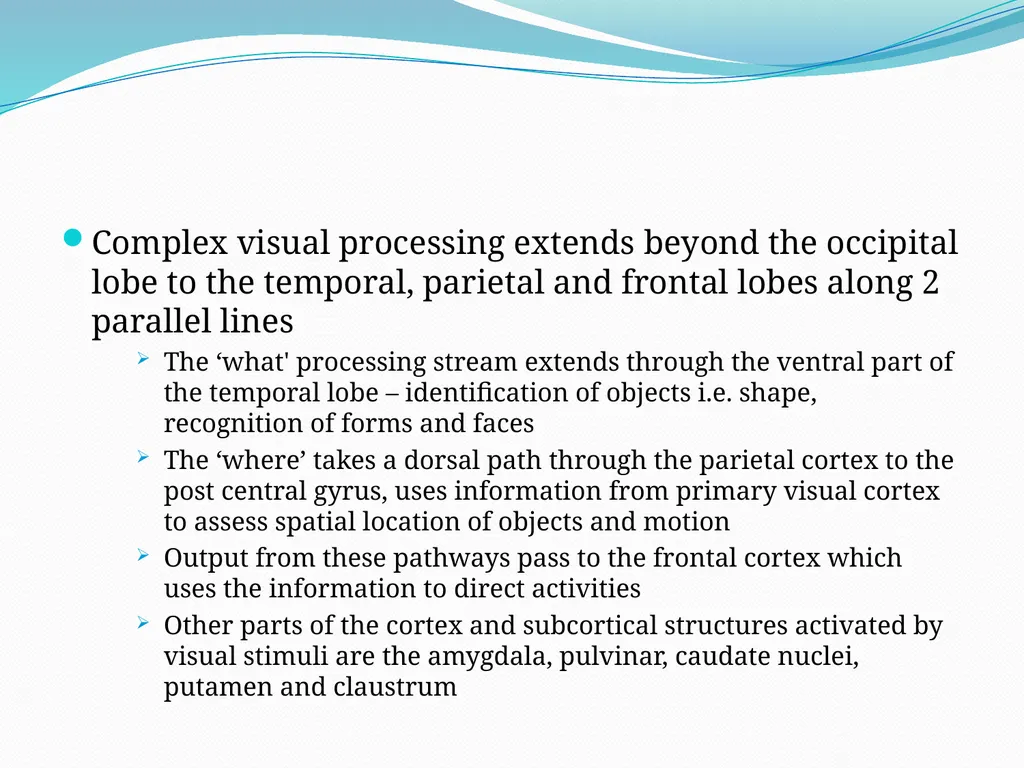 VISION INTRODUCTION ACCESSORY STRUCTURES OF THE - slide 62 of 62
