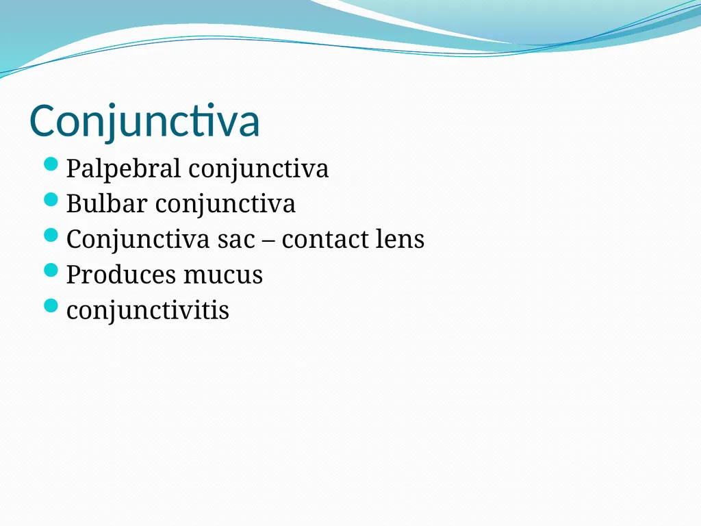 VISION INTRODUCTION ACCESSORY STRUCTURES OF THE - slide 8 of 62