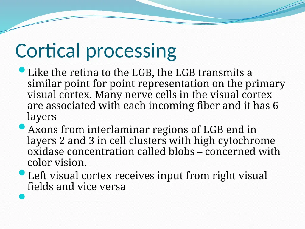VISION INTRODUCTION ACCESSORY STRUCTURES OF THE - slide 60 of 62