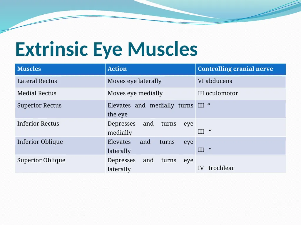 VISION INTRODUCTION ACCESSORY STRUCTURES OF THE - slide 10 of 62