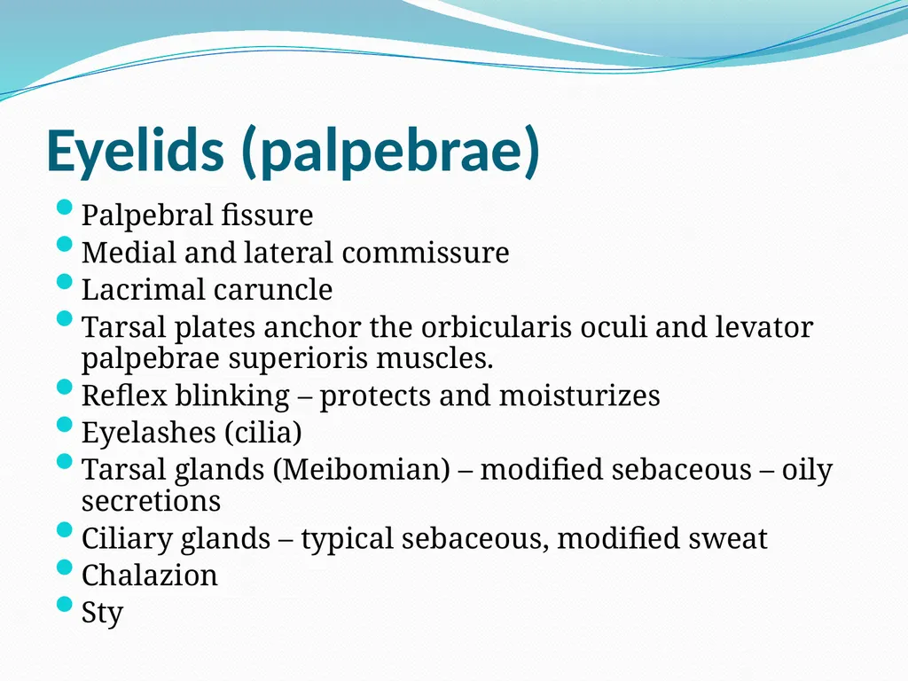 VISION INTRODUCTION ACCESSORY STRUCTURES OF THE - slide 7 of 62