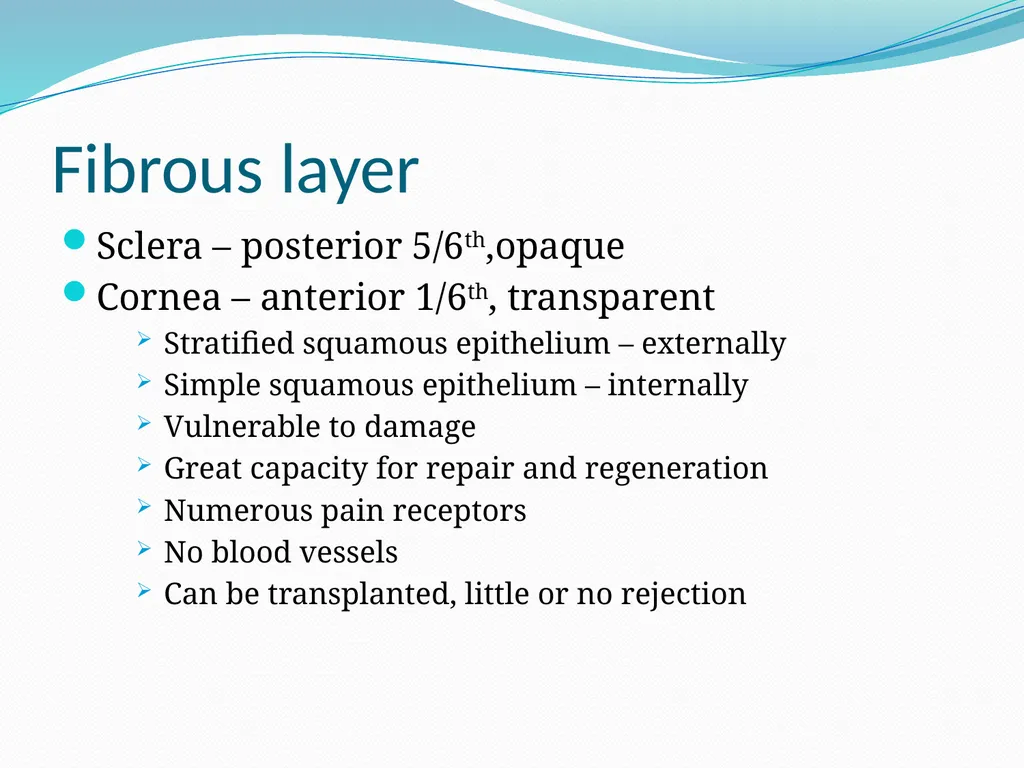 VISION INTRODUCTION ACCESSORY STRUCTURES OF THE - slide 14 of 62