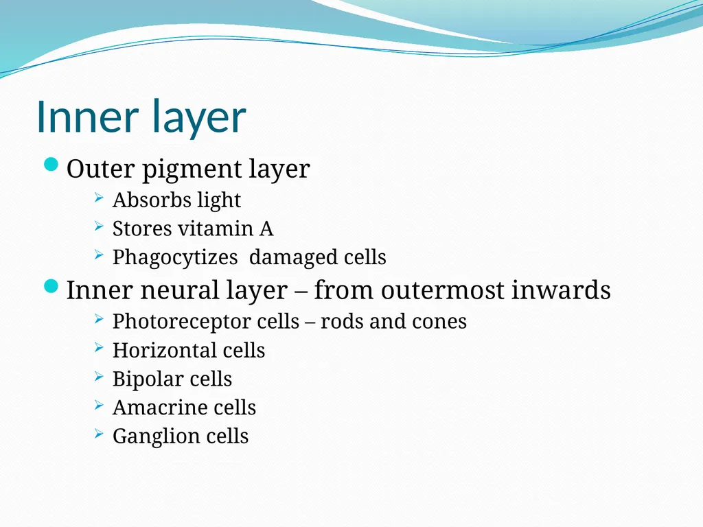 VISION INTRODUCTION ACCESSORY STRUCTURES OF THE - slide 17 of 62