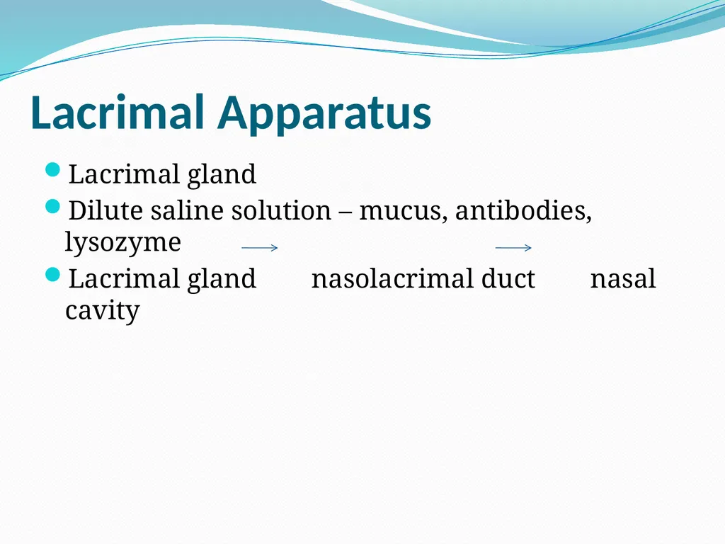 VISION INTRODUCTION ACCESSORY STRUCTURES OF THE - slide 9 of 62