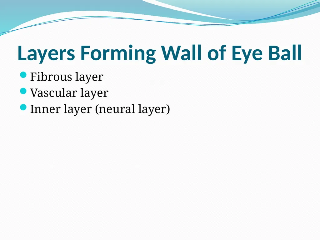 VISION INTRODUCTION ACCESSORY STRUCTURES OF THE - slide 13 of 62