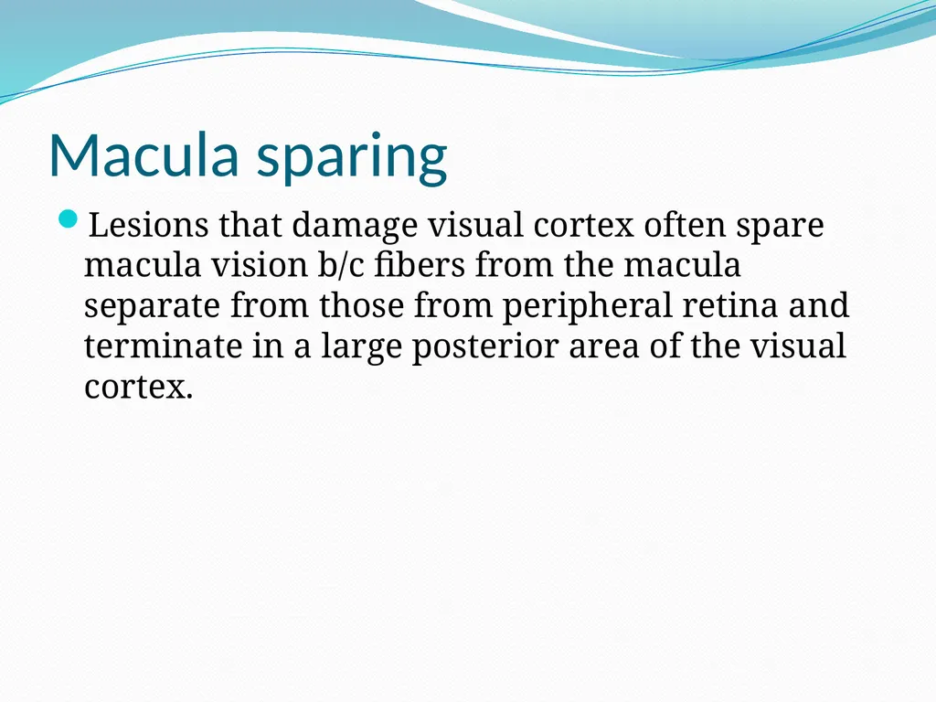 VISION INTRODUCTION ACCESSORY STRUCTURES OF THE - slide 54 of 62