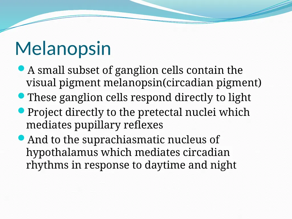 VISION INTRODUCTION ACCESSORY STRUCTURES OF THE - slide 40 of 62