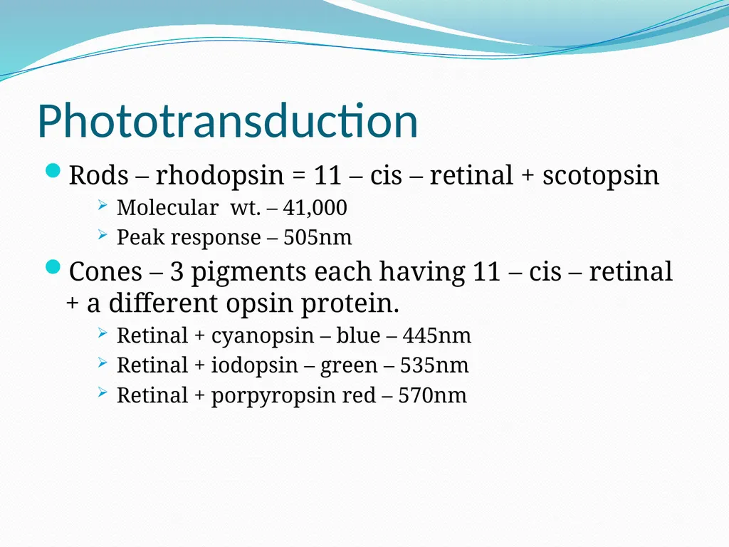 VISION INTRODUCTION ACCESSORY STRUCTURES OF THE - slide 33 of 62