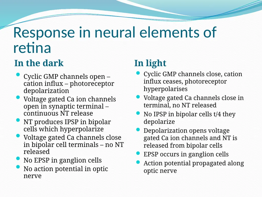 VISION INTRODUCTION ACCESSORY STRUCTURES OF THE - slide 36 of 62