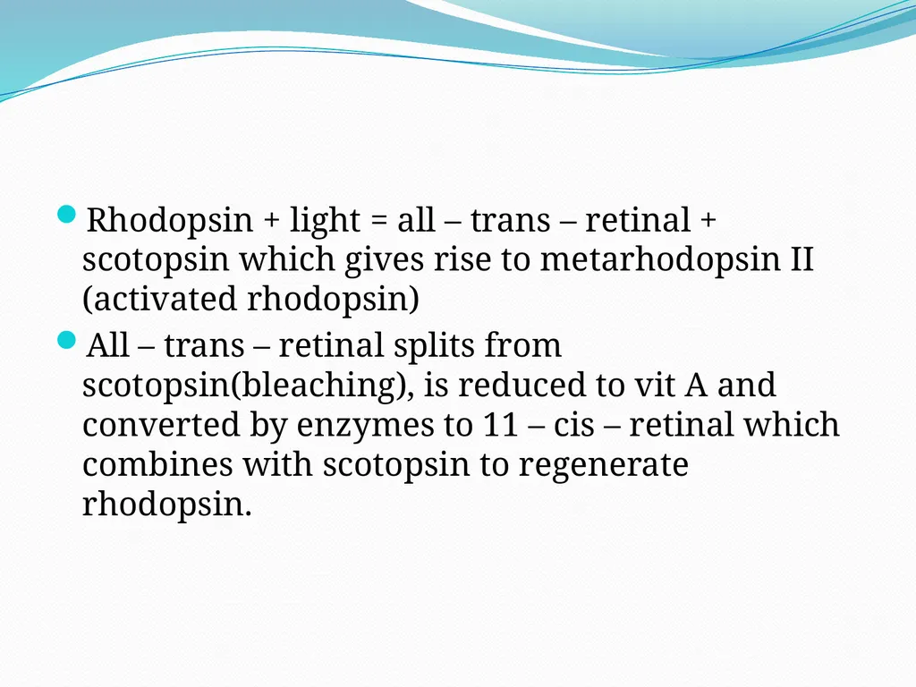 VISION INTRODUCTION ACCESSORY STRUCTURES OF THE - slide 34 of 62