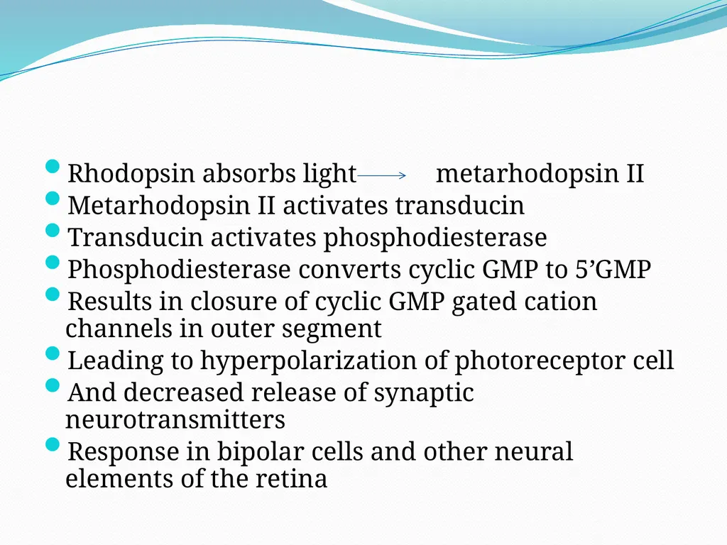 VISION INTRODUCTION ACCESSORY STRUCTURES OF THE - slide 35 of 62