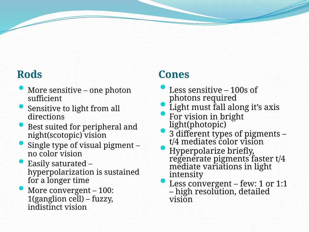 VISION INTRODUCTION ACCESSORY STRUCTURES OF THE - slide 32 of 62