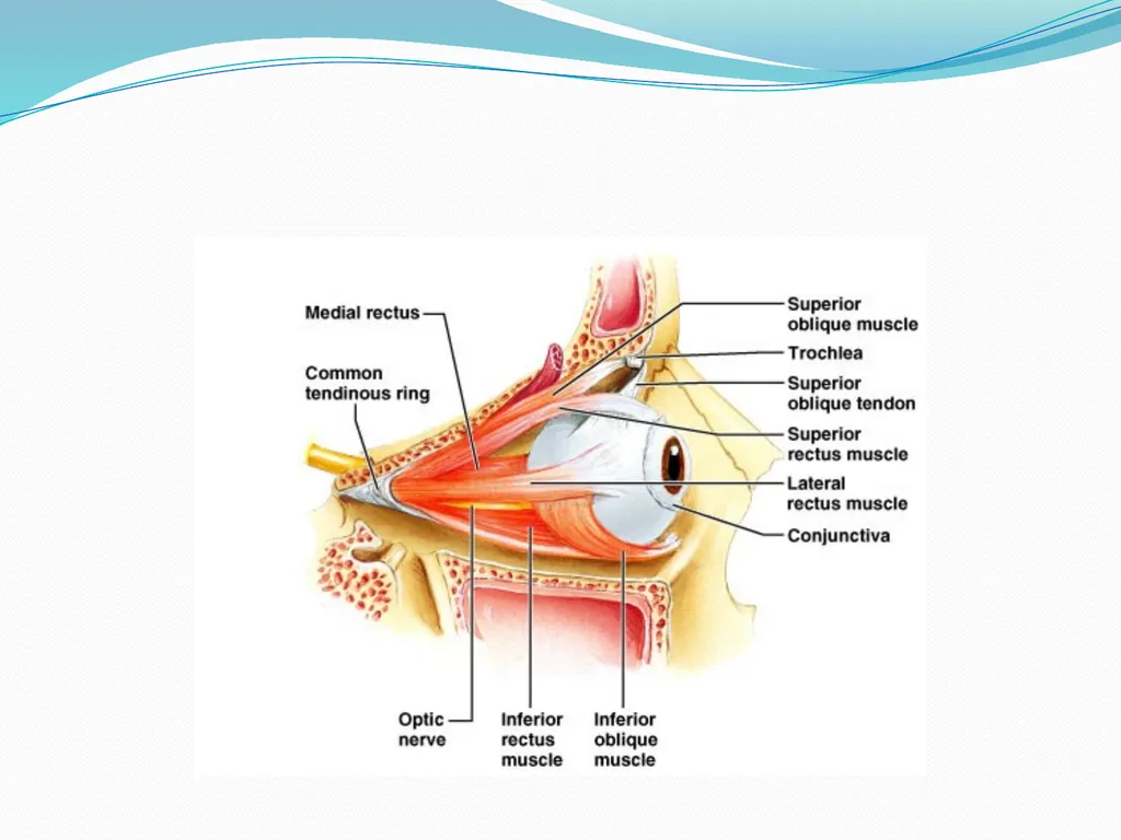 VISION INTRODUCTION ACCESSORY STRUCTURES OF THE - slide 11 of 62