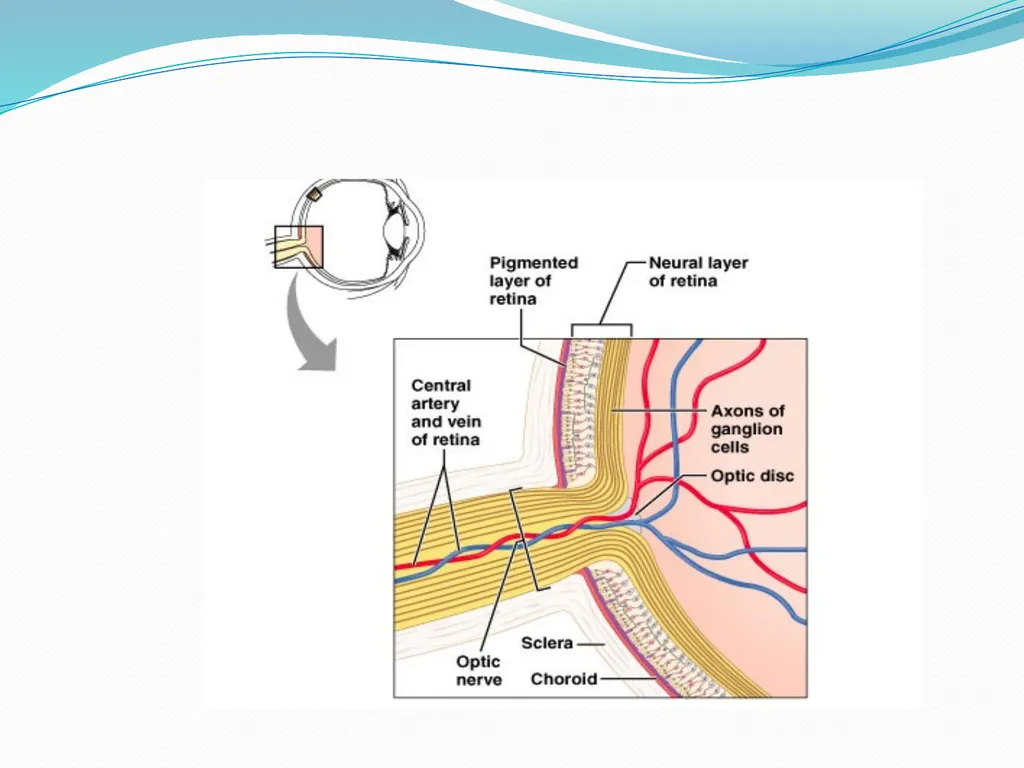 VISION INTRODUCTION ACCESSORY STRUCTURES OF THE - slide 20 of 62
