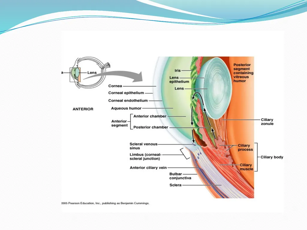 VISION INTRODUCTION ACCESSORY STRUCTURES OF THE - slide 22 of 62