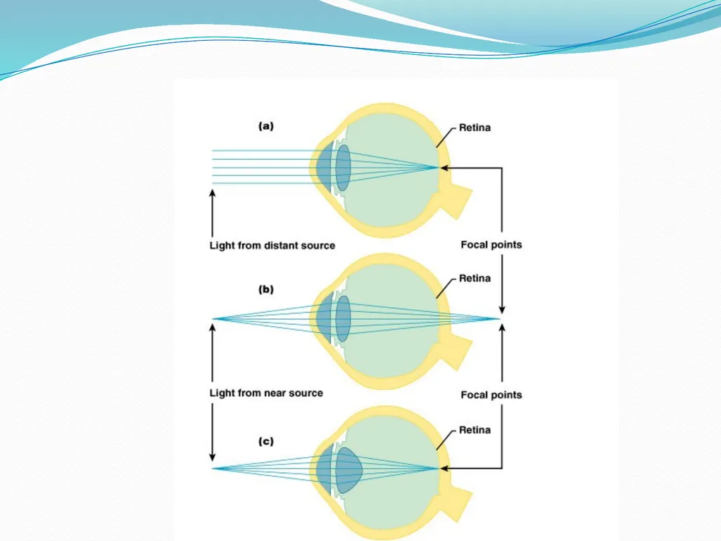 VISION INTRODUCTION ACCESSORY STRUCTURES OF THE - slide 28 of 62