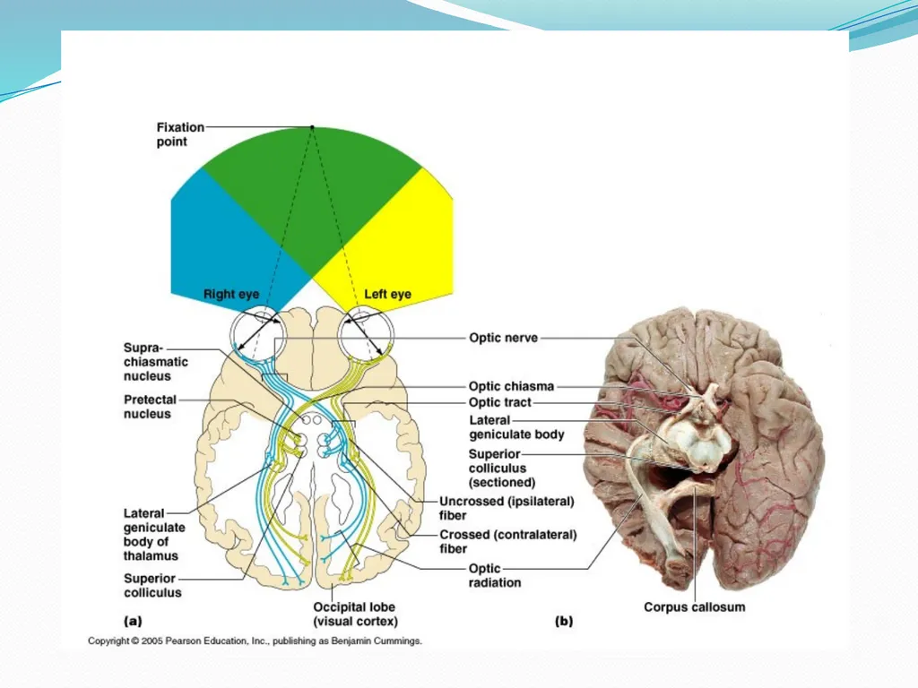 VISION INTRODUCTION ACCESSORY STRUCTURES OF THE - slide 44 of 62
