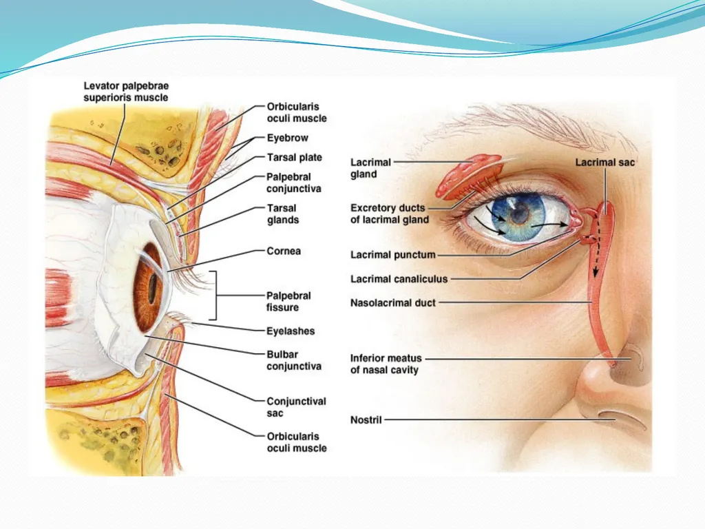 VISION INTRODUCTION ACCESSORY STRUCTURES OF THE - slide 5 of 62