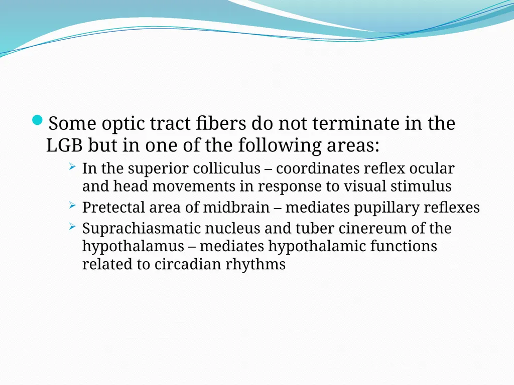 VISION INTRODUCTION ACCESSORY STRUCTURES OF THE - slide 50 of 62
