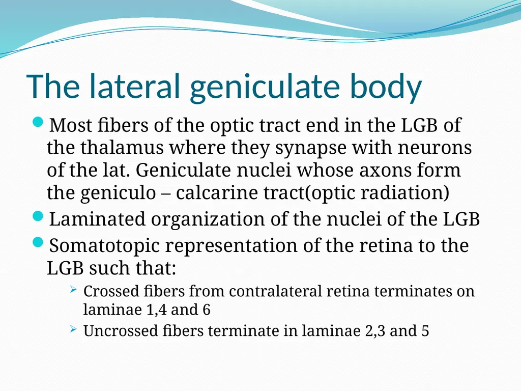 VISION INTRODUCTION ACCESSORY STRUCTURES OF THE - slide 49 of 62
