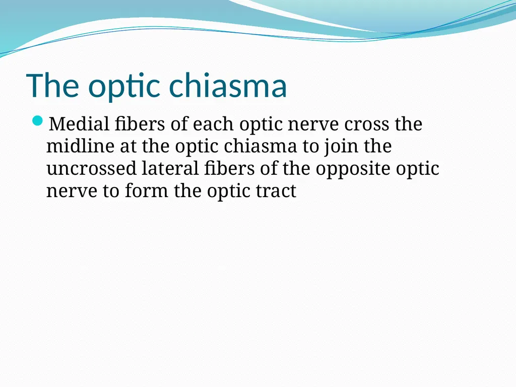 VISION INTRODUCTION ACCESSORY STRUCTURES OF THE - slide 47 of 62