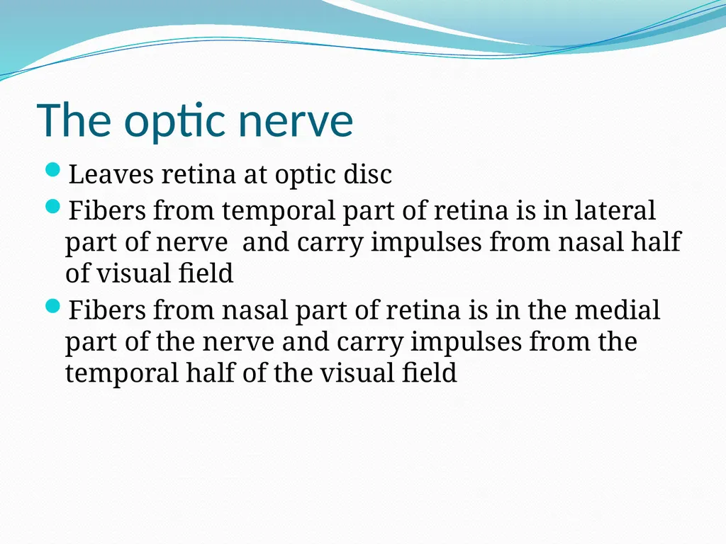 VISION INTRODUCTION ACCESSORY STRUCTURES OF THE - slide 46 of 62