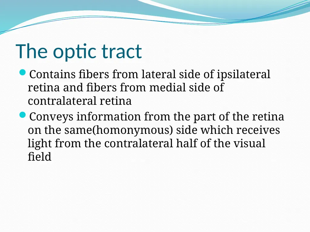 VISION INTRODUCTION ACCESSORY STRUCTURES OF THE - slide 48 of 62