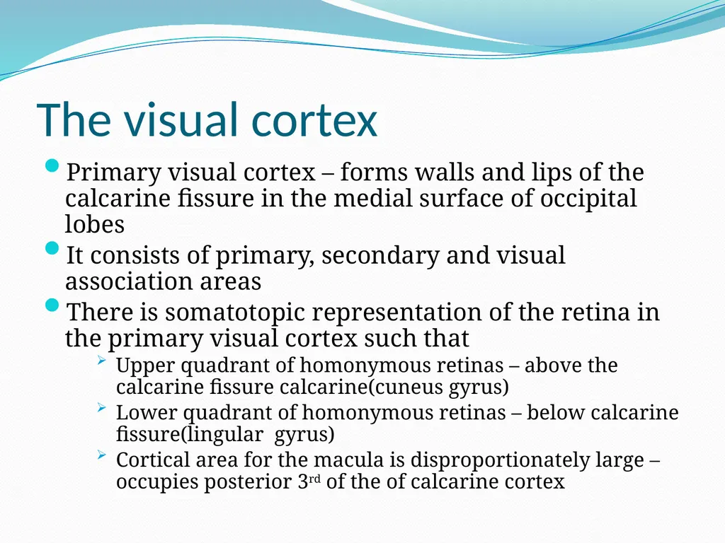 VISION INTRODUCTION ACCESSORY STRUCTURES OF THE - slide 51 of 62