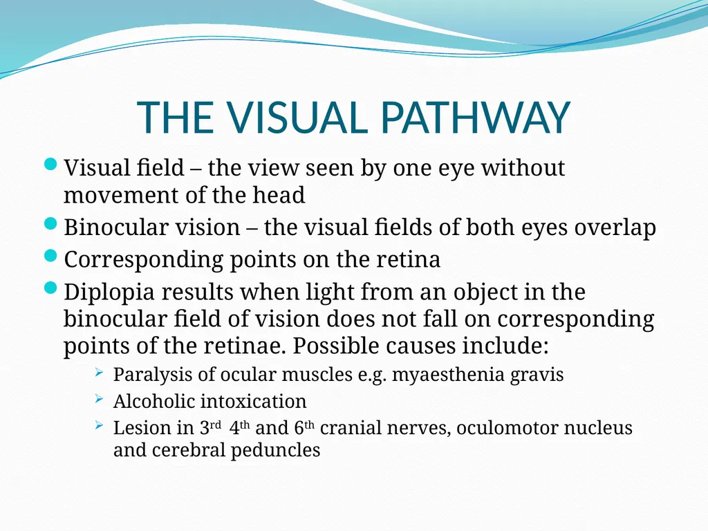 VISION INTRODUCTION ACCESSORY STRUCTURES OF THE - slide 42 of 62
