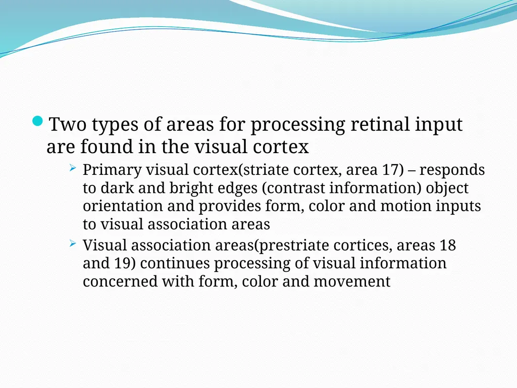 VISION INTRODUCTION ACCESSORY STRUCTURES OF THE - slide 61 of 62