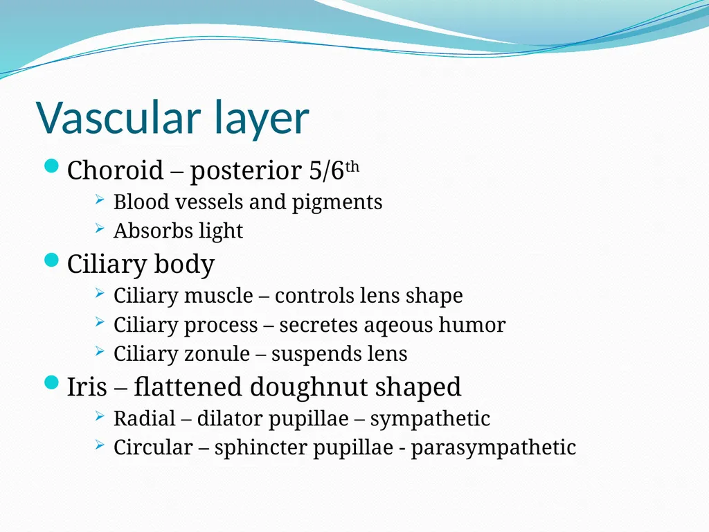 VISION INTRODUCTION ACCESSORY STRUCTURES OF THE - slide 15 of 62