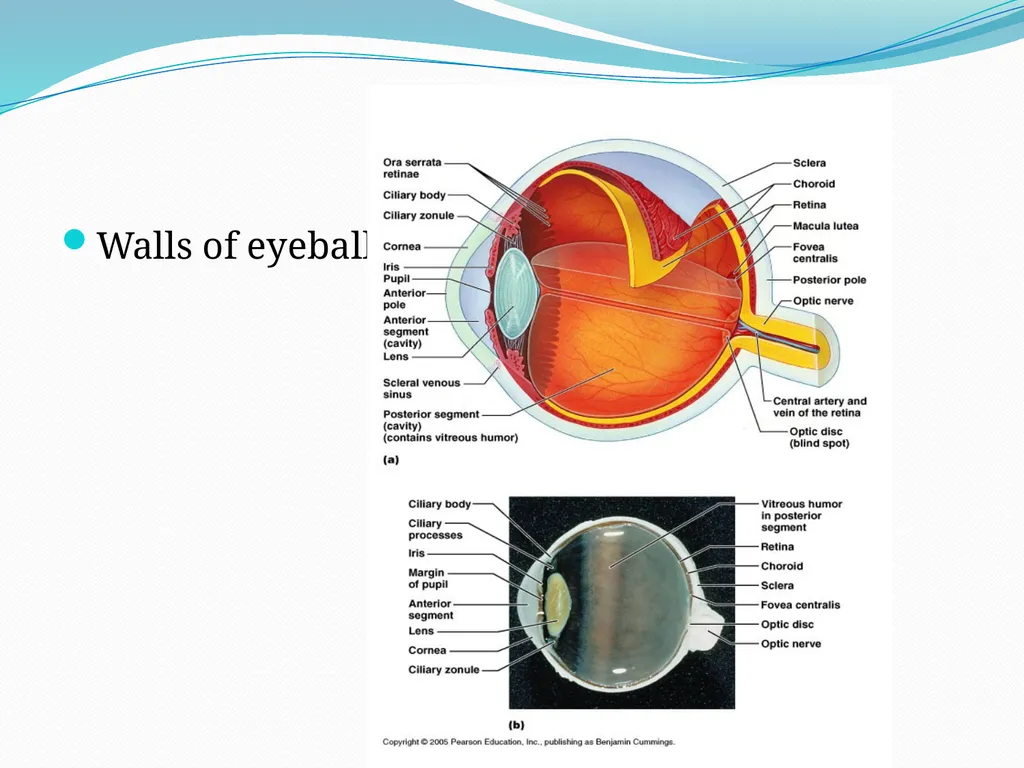 VISION INTRODUCTION ACCESSORY STRUCTURES OF THE - slide 16 of 62