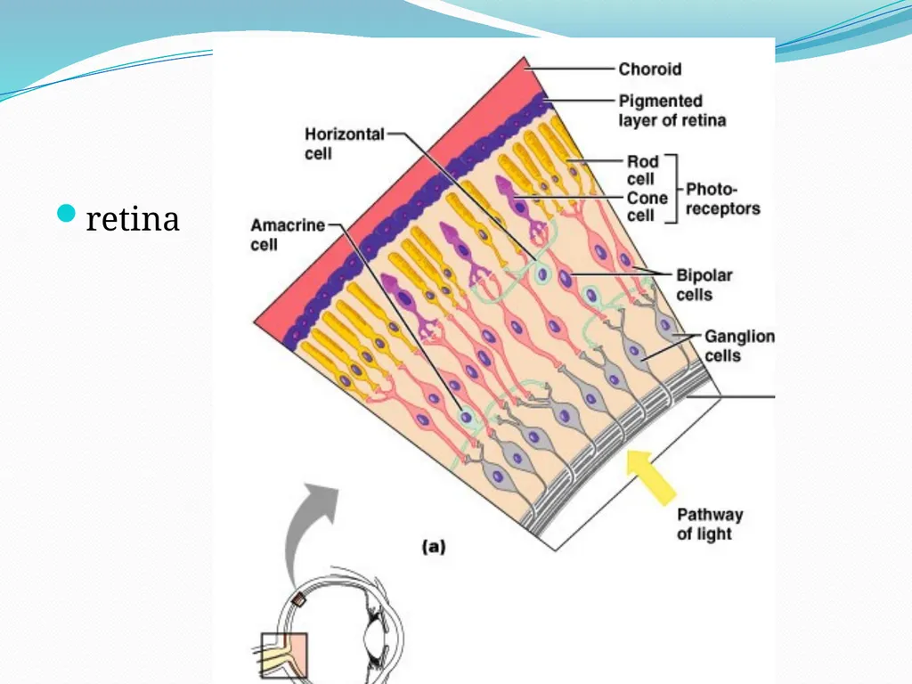 VISION INTRODUCTION ACCESSORY STRUCTURES OF THE - slide 19 of 62