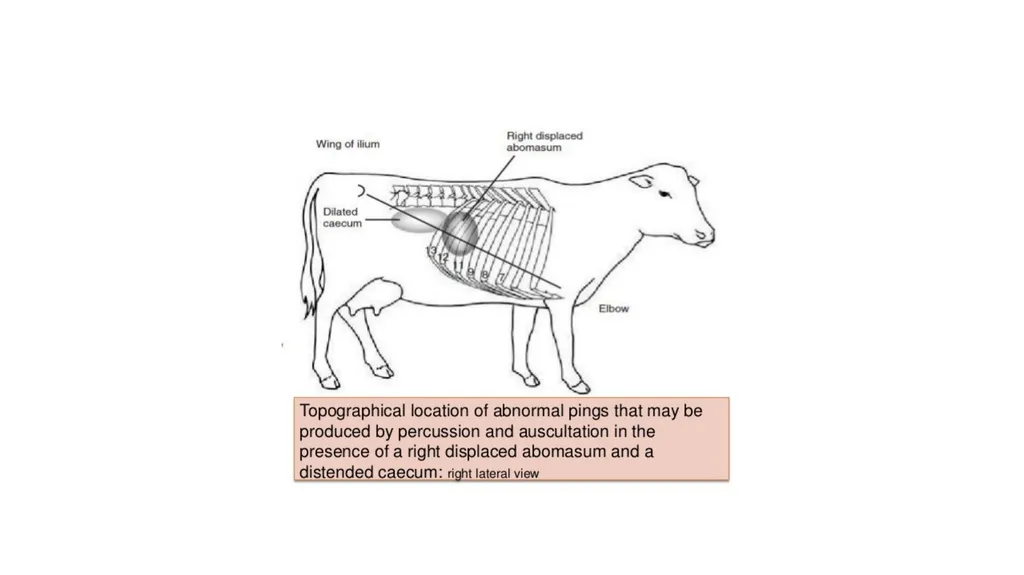 UNIT-5 (REGIONAL SURGERY-II) UG COURSES DR. - slide 9 of 27