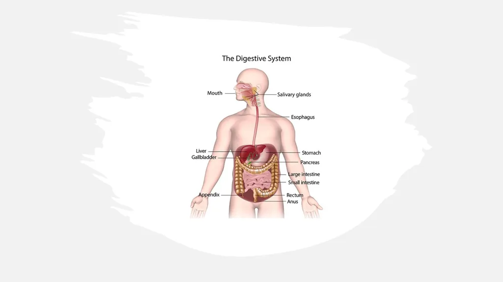 Cow Digestive System Monogastric and ruminant - slide 3 of 15