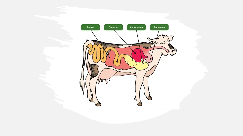 Cow Digestive System Monogastric and ruminant - slide 4 of 15