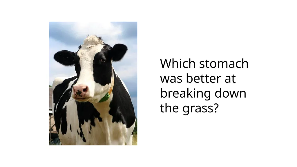 Cow Digestive System Monogastric and ruminant - slide 15 of 15