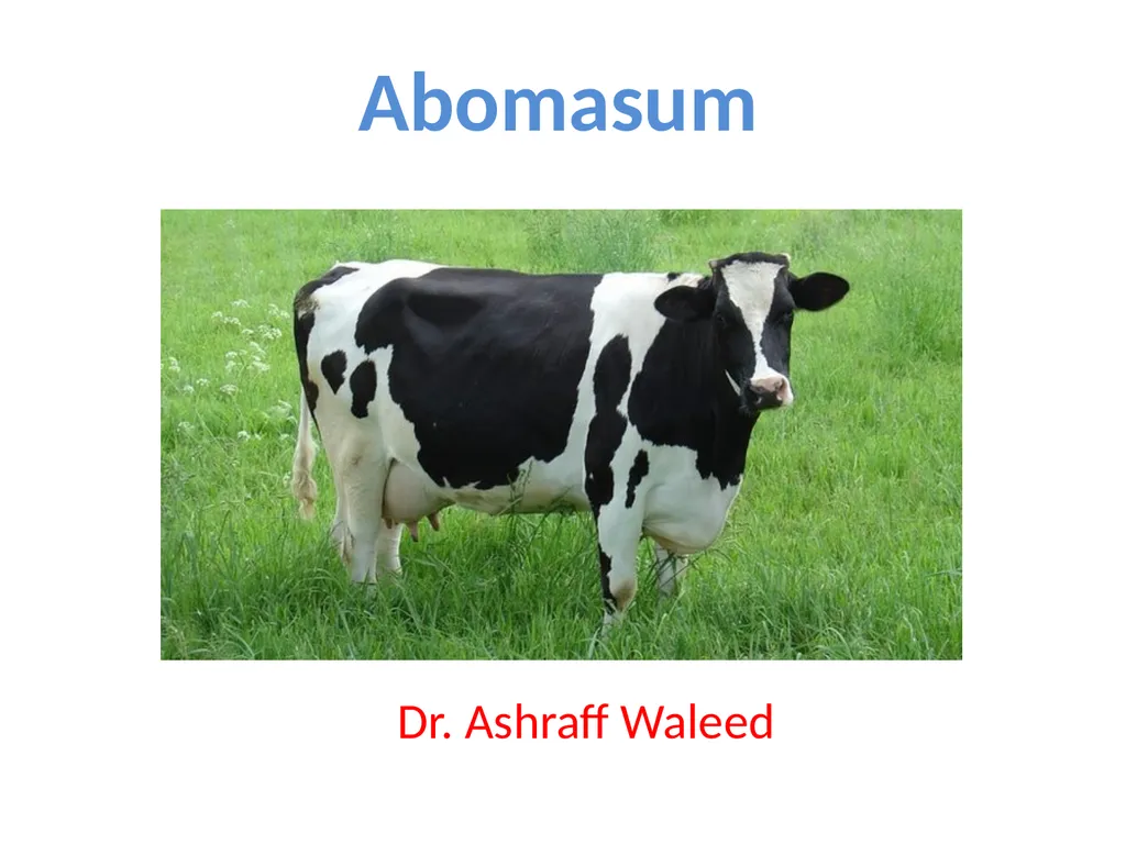 Abomasum Dr. Ashraff Waleed Abomasum causes - slide 1 of 6