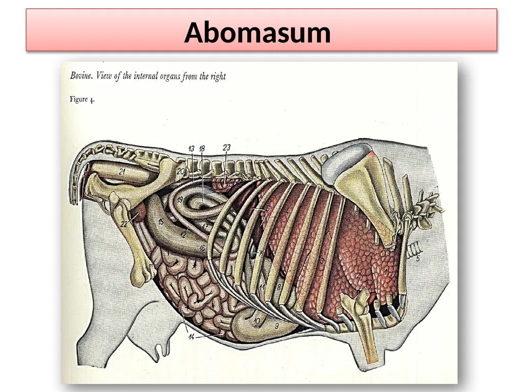 Abomasum Dr. Ashraff Waleed Abomasum causes - slide 3 of 6