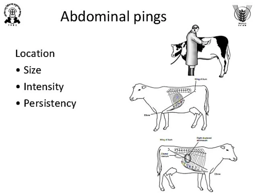 Abomasum Dr. Ashraff Waleed Abomasum causes - slide 6 of 6