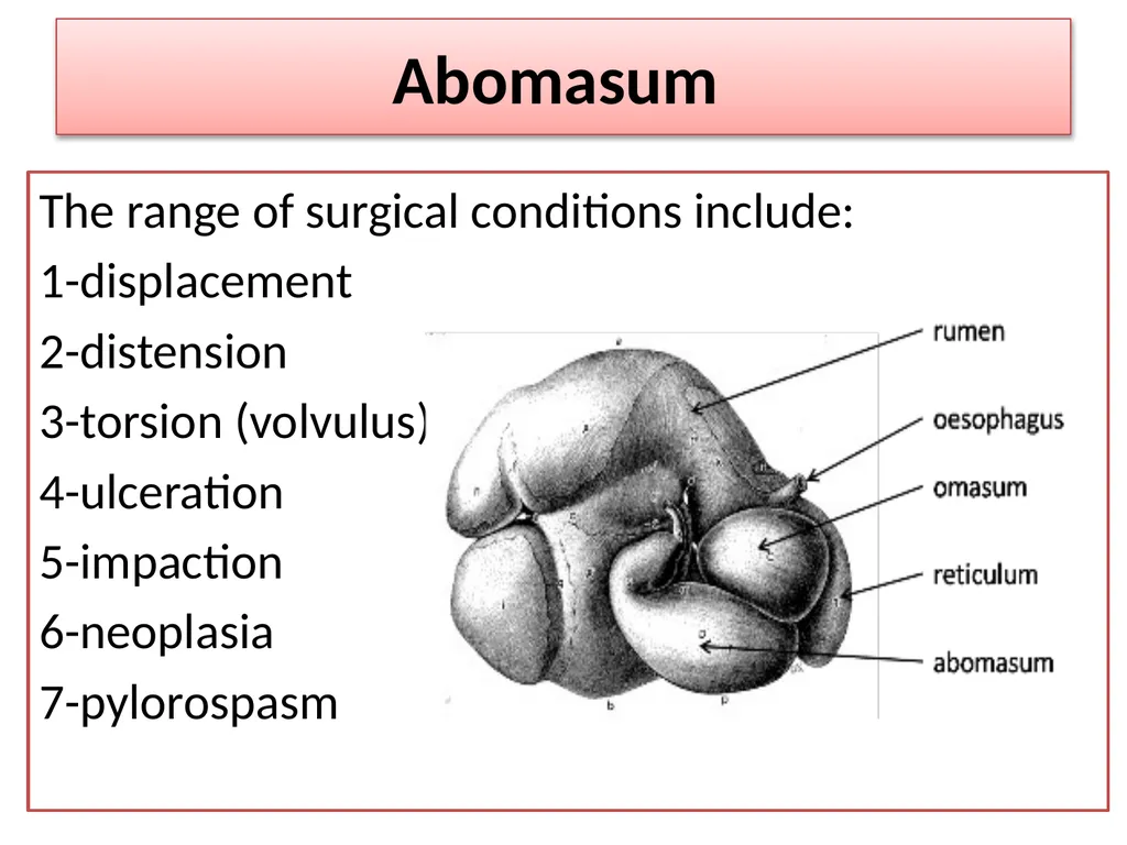 Abomasum Dr. Ashraff Waleed Abomasum causes - slide 4 of 6