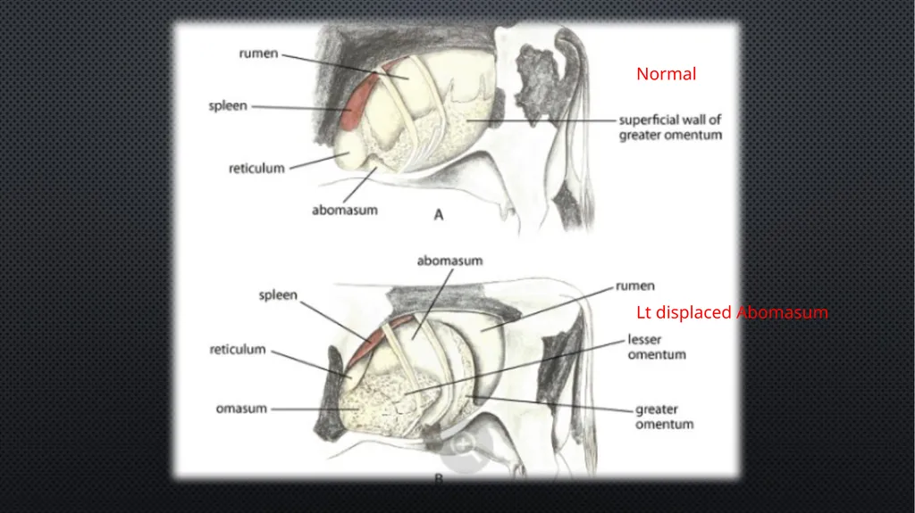 Ruminant Stomach –Abomasal displacement Gulshan - slide 5 of 16
