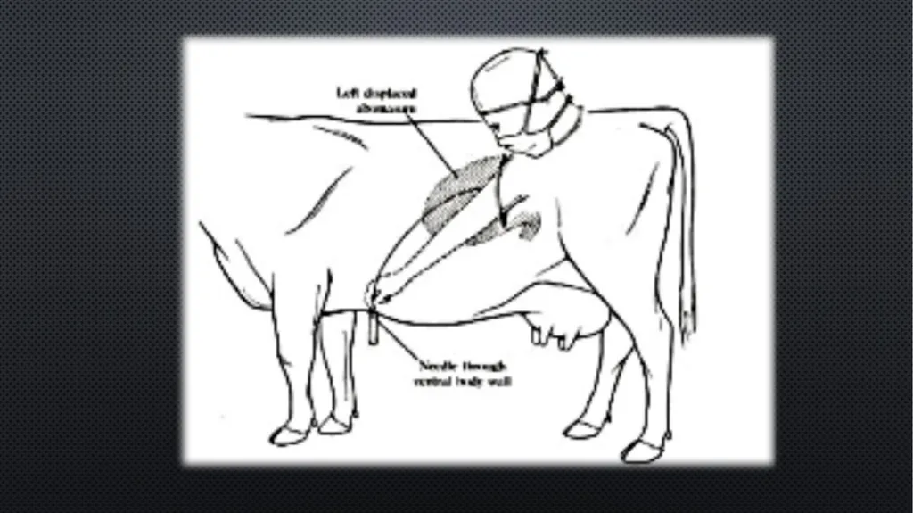Ruminant Stomach –Abomasal displacement Gulshan - slide 14 of 16
