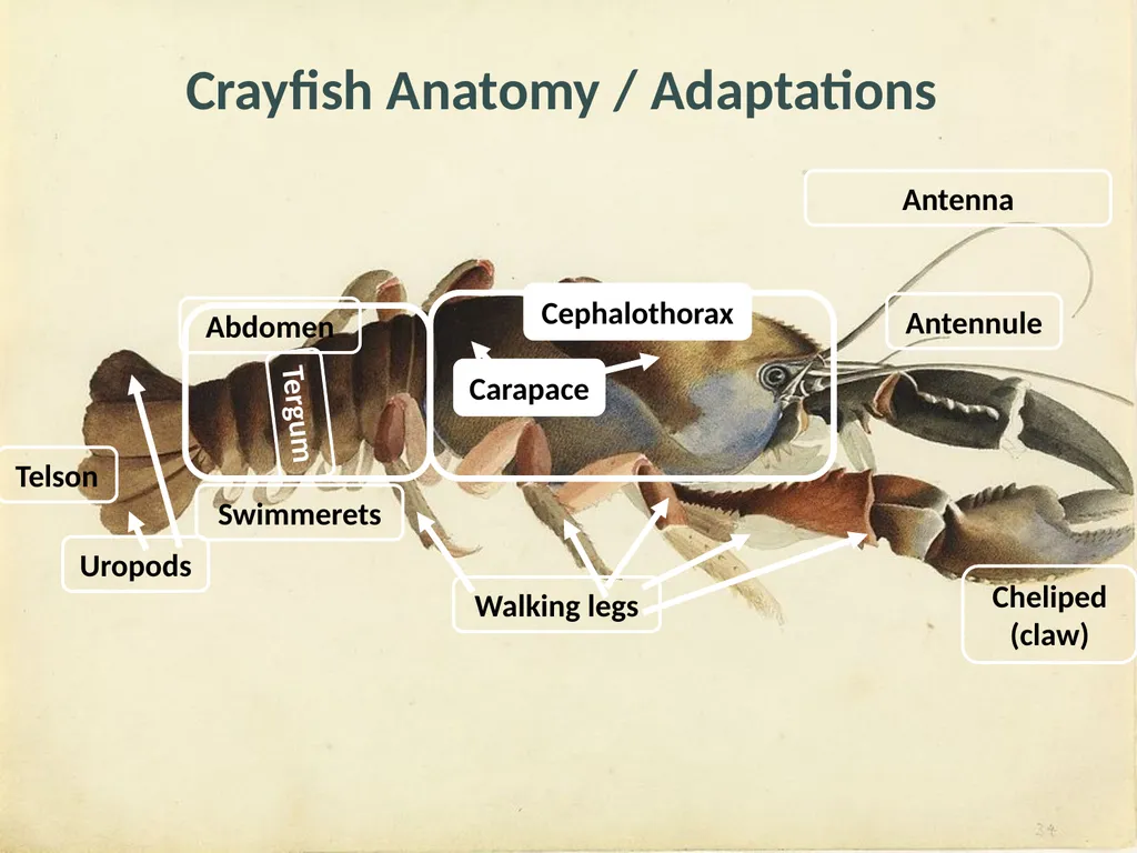 Crayfish Adaptations Eggs Tiny crayfish Grows - slide 4 of 7