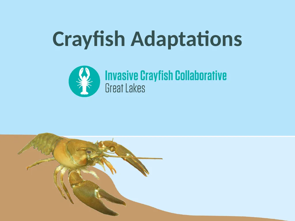 Crayfish Adaptations Eggs Tiny crayfish Grows - slide 1 of 7
