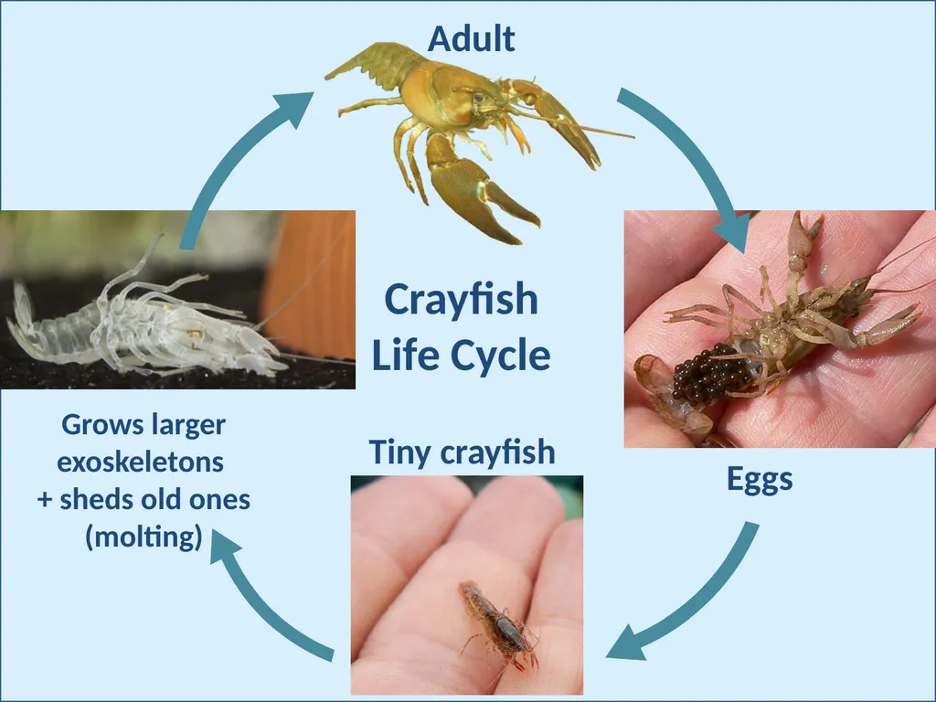 Crayfish Adaptations Eggs Tiny crayfish Grows - slide 2 of 7