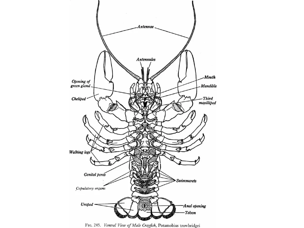Crayfish Adaptations Eggs Tiny crayfish Grows - slide 7 of 7