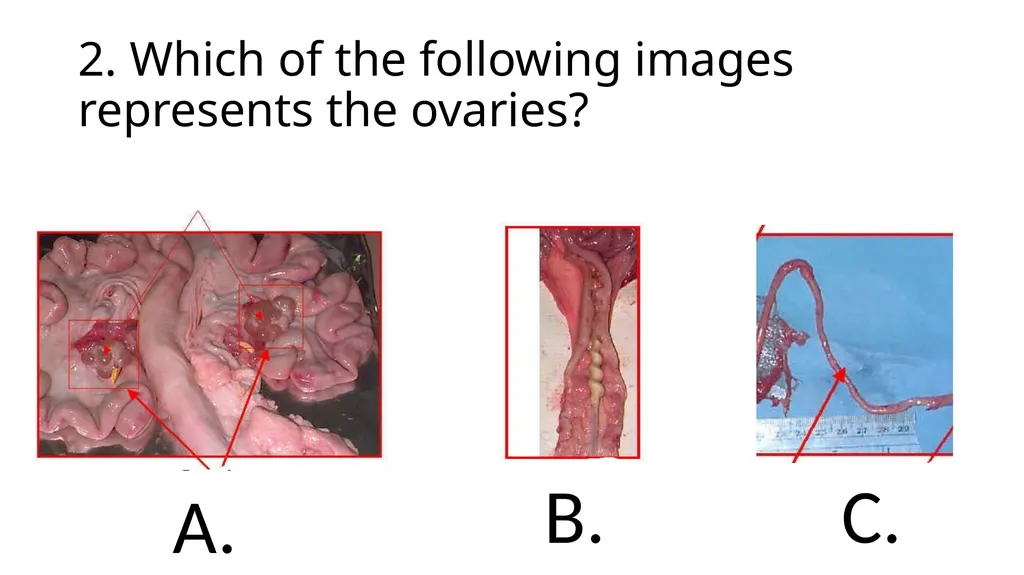 2023 Swine Reproductive Anatomy National Junior - slide 25 of 33